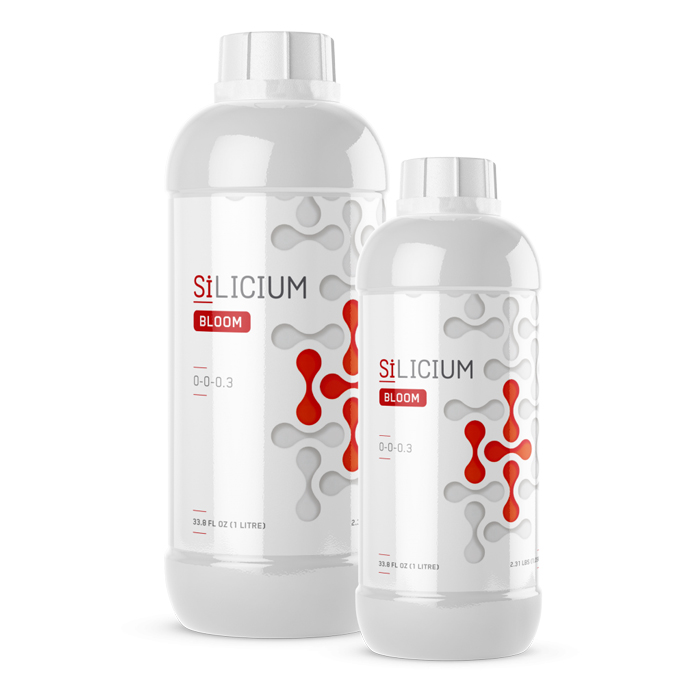 Silicium Bloom 1L